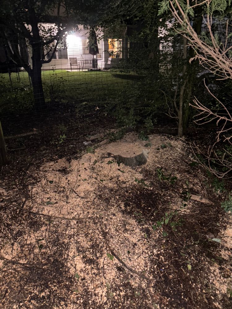 All Photos for Tidewater Tree Service in Chesapeake, VA