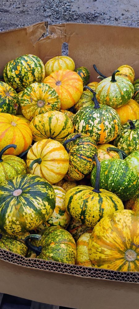 All Photos for Rutledge Contracting LLC in Hazel Green, AL