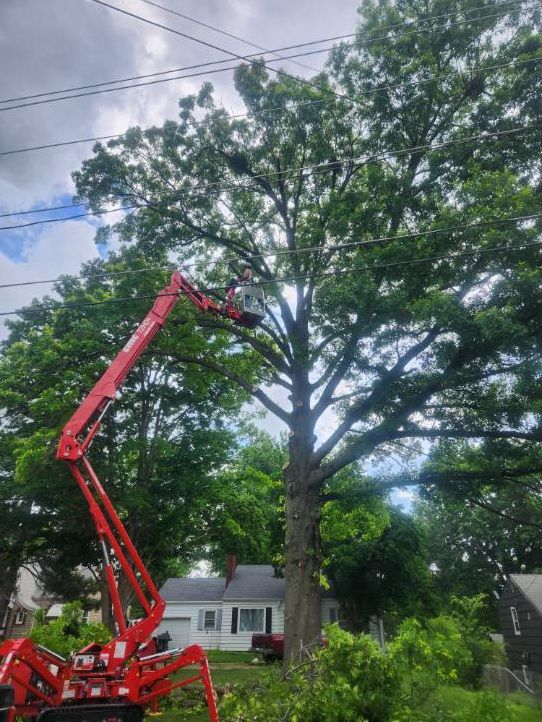 All Photos for Lawn Ranger Yard And Tree Service LLC in Ottumwa, IA