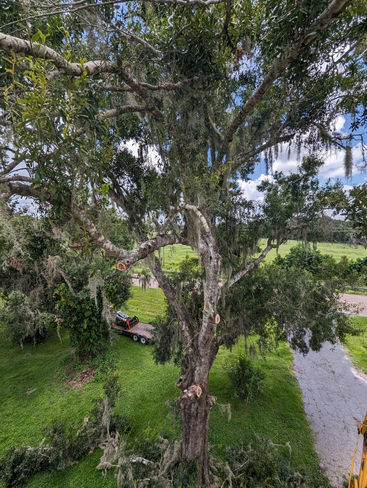 All Photos for Regal Tree Service and Stump Grinding in Wauchula, FL