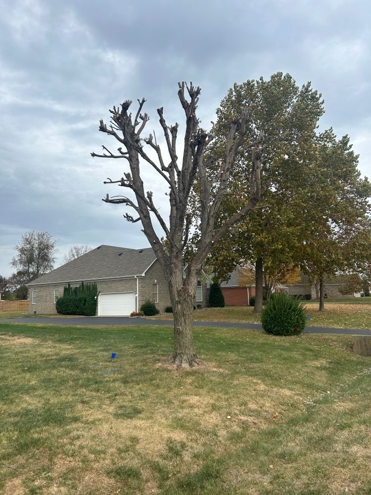 Tree Removal for Optimum Tree Service And Landscaping in Bowling Green, KY