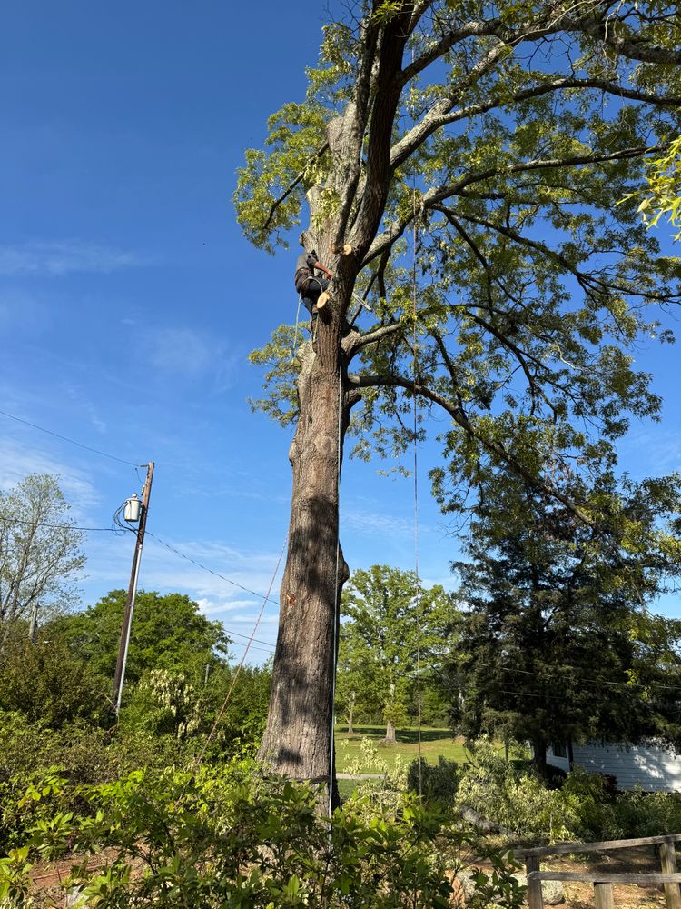 All Photos for Thin Green Line Landscaping & More in Laurens, SC