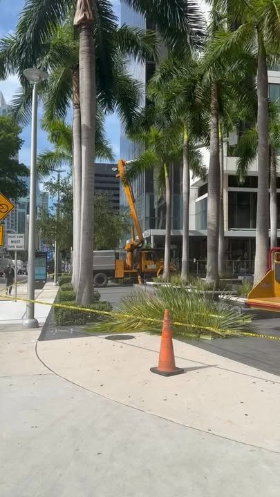 All Photos for Nurry Tree Services in Miami, FL