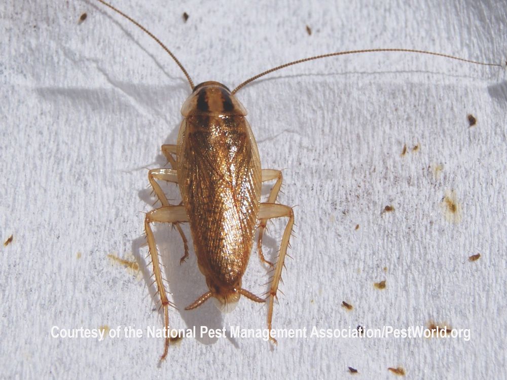 Cock Roaches for Platinum Pest Control in Spring Hill, FL