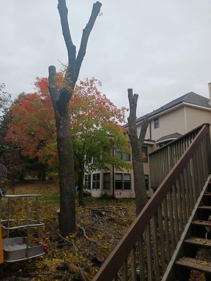 Our tree services offer expert tree trimming to maintain your trees' health and beauty, enhancing safety and aesthetics around your home with precision care from our skilled professionals. for Buffalo Family Tree Care in Buffalo, MN