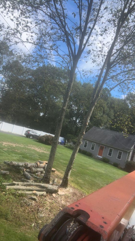 All Photos for Dwights Tree Service LLC in Middleborough, MA