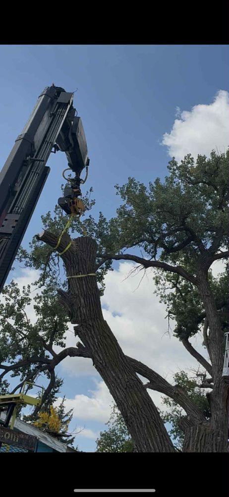 All Photos for SMH Tree Service in Atwood, KS