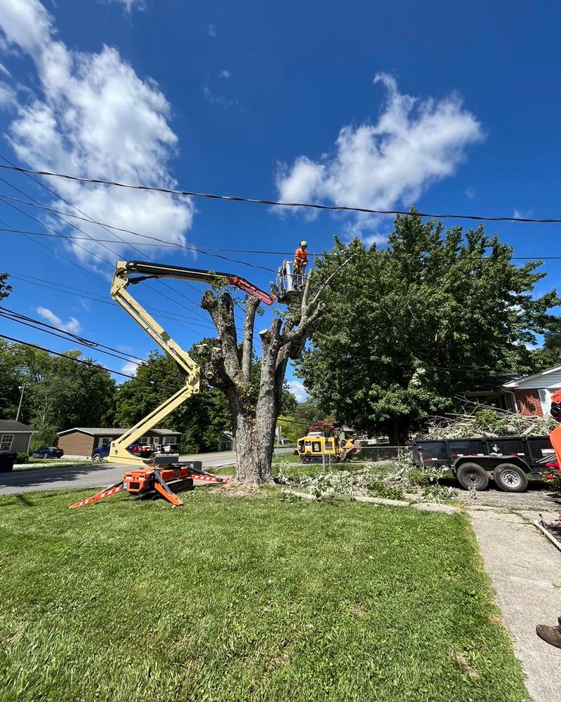 Tree Removal for Complete Care in Cumberland Gap, TN