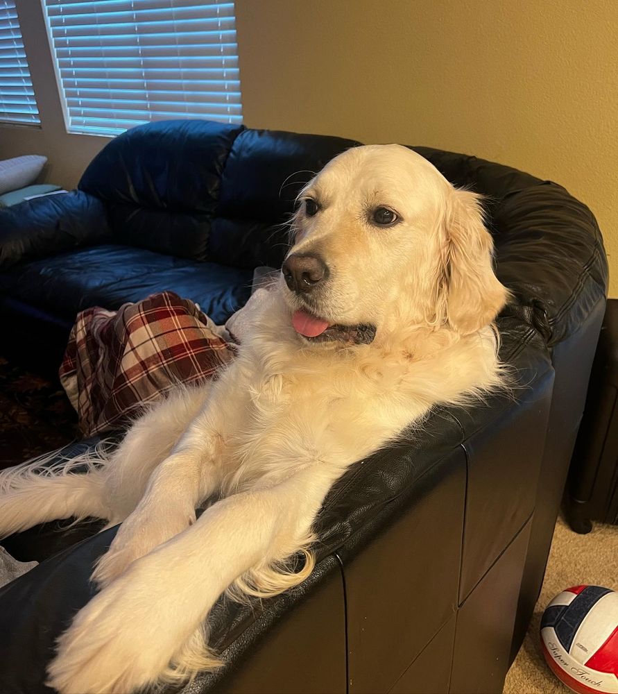 All Photos for Dumbo's Doggy Doors in City of Sammamish, WA