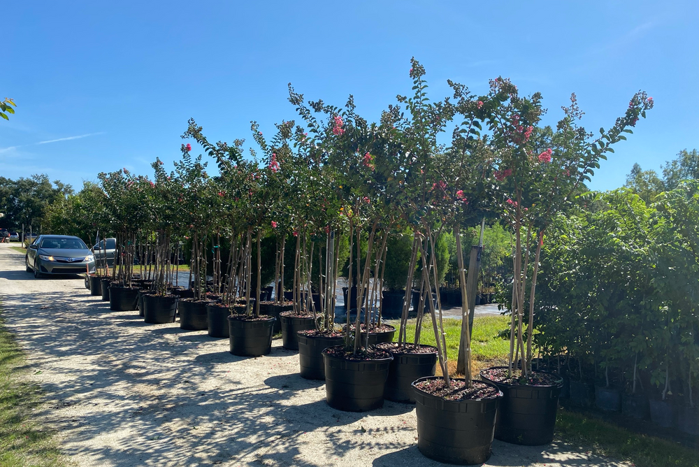 Tree Sales  for Verimay's Garden and Landscaping in Hillsborough County, FL