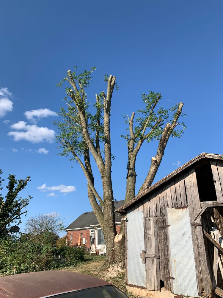 Tree Removal for Optimum Tree Service And Landscaping in Bowling Green, KY