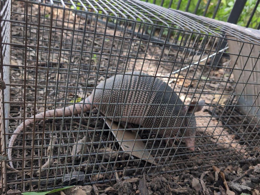 All Photos for Topper's Wildlife Removal in Garland, TX