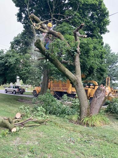 All Photos for Village Tree Service  in Whitestown, IN