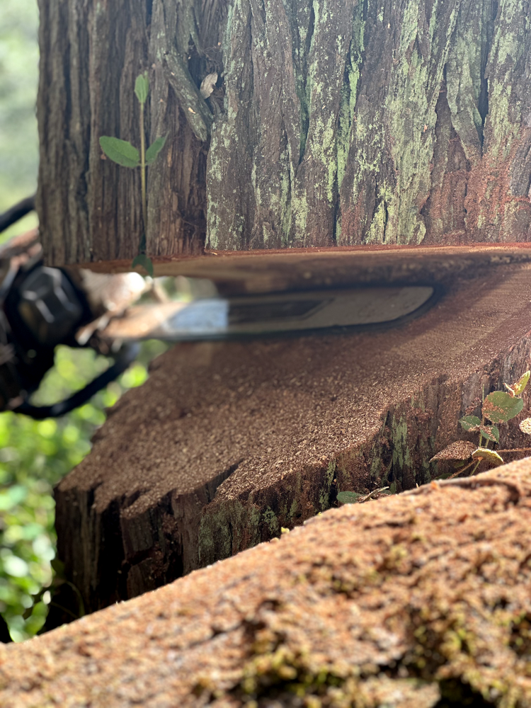 Tree Removal for Tyco Forest Management in Placerville, CA