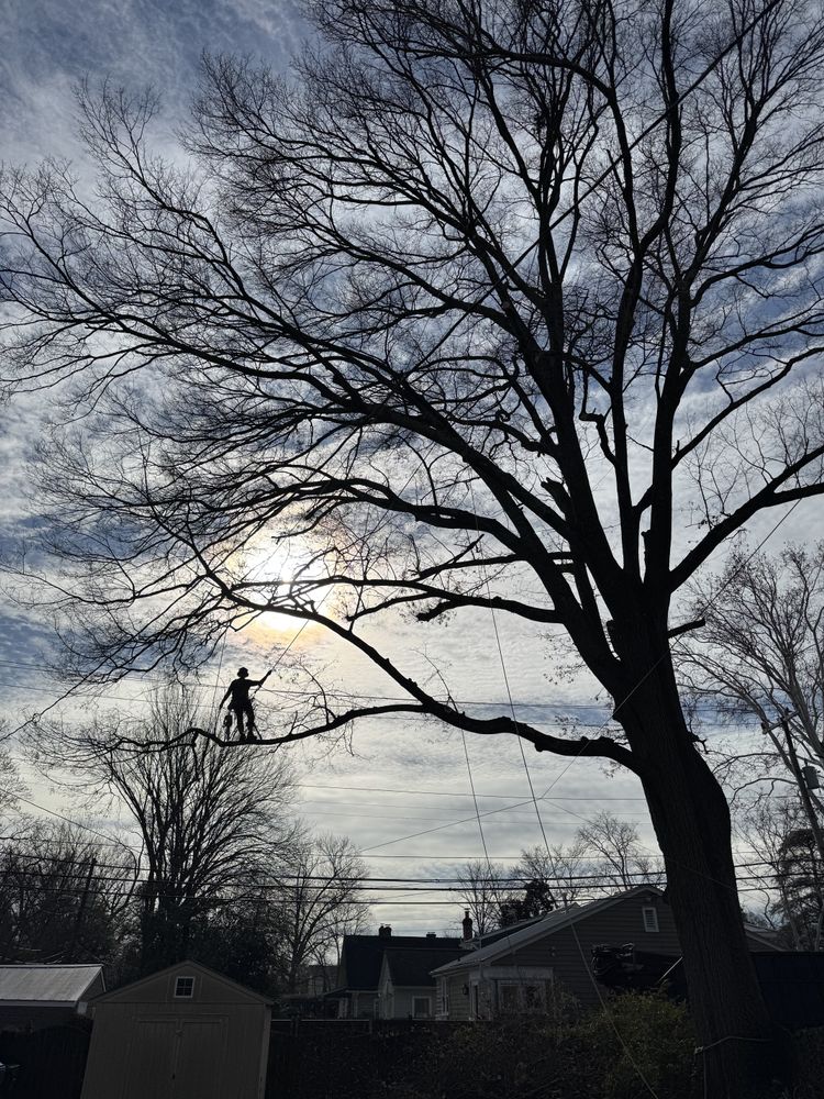 All Photos for Rawls Tree Care in Richmond, VA