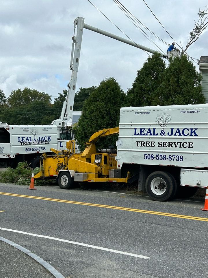 Tree Removal for Leal & Jack Tree Service in Boston, MA