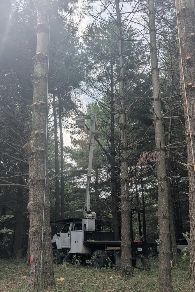 All Photos for Lightning Tree Service in Corydon, IN