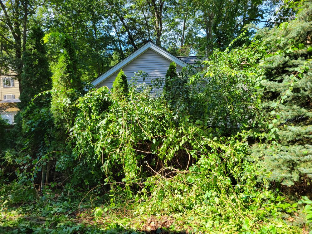 Brush Removal  for Metro Landscaping in Derry, NH