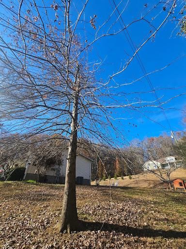 All Photos for Lucky’s Tree Removal and Landscape Services in Knoxville, TN