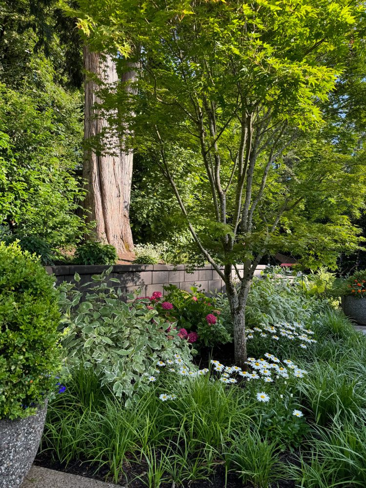 All Photos for Rs lawn Care llc in Beavertown, OR