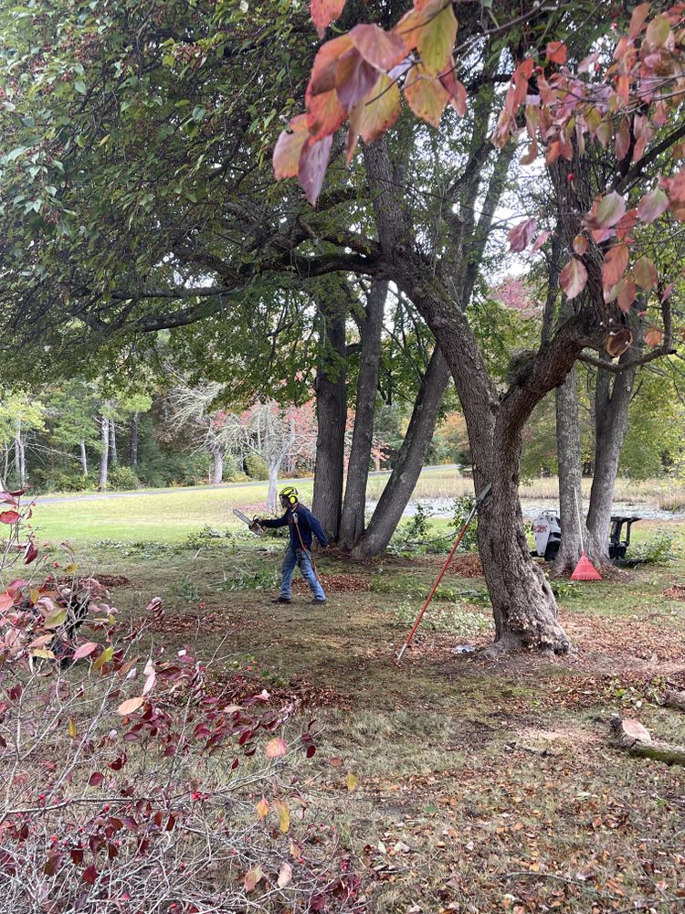 Stump Grinding for Robery's Tree Service in West Wareham, MA