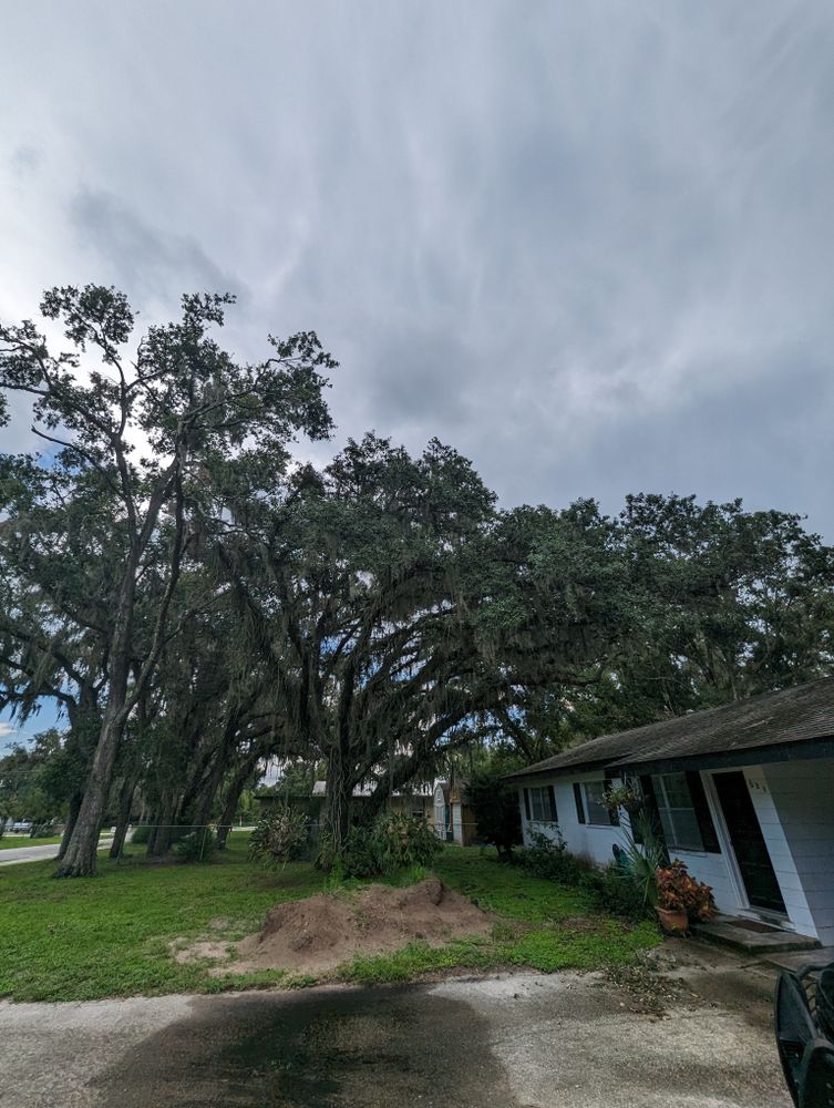 All Photos for Regal Tree Service and Stump Grinding in Wauchula, FL