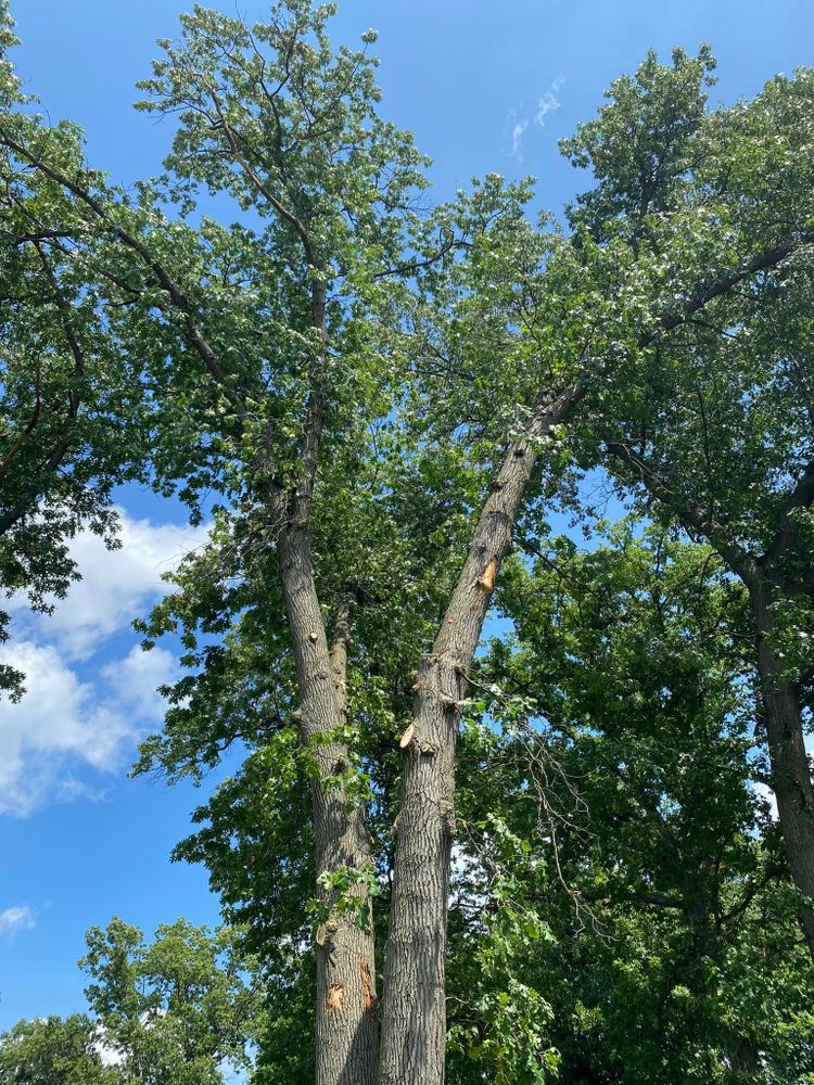 Emergency Storm Work for Highborn Tree Service in Wheatfield, IN