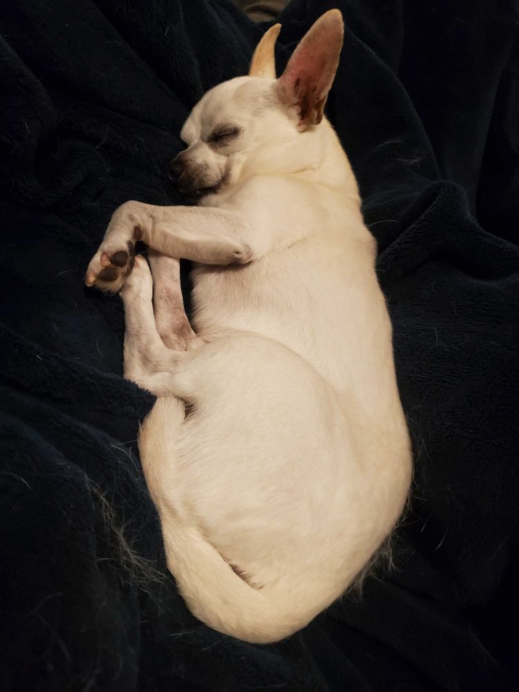 All Photos for Dumbo's Doggy Doors in City of Sammamish, WA
