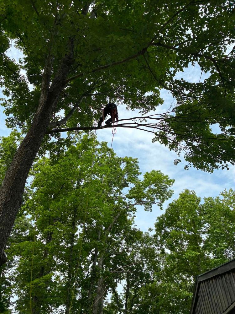 All Photos for Skys The Limit Tree Management in Morehead, KY
