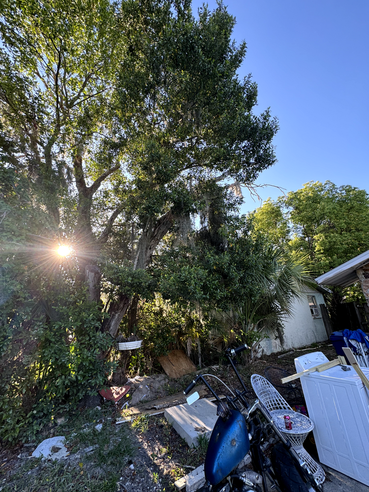 All Photos for Elevation Tree Service in Holiday, FL