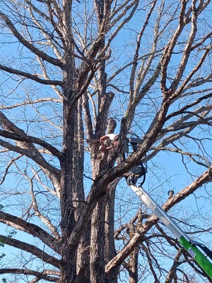 All Photos for Backwoods Tree Experts in Hickory, NC