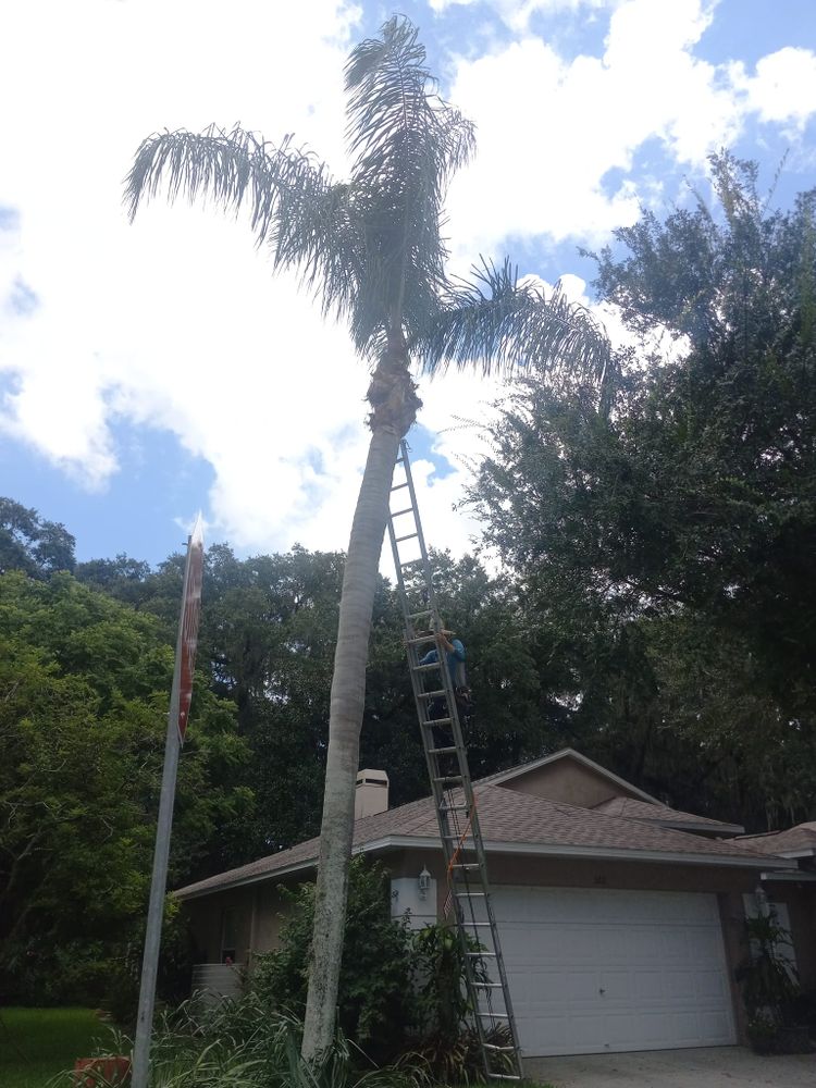 Tree Removal for Bills Tree Service in Valrico, FL