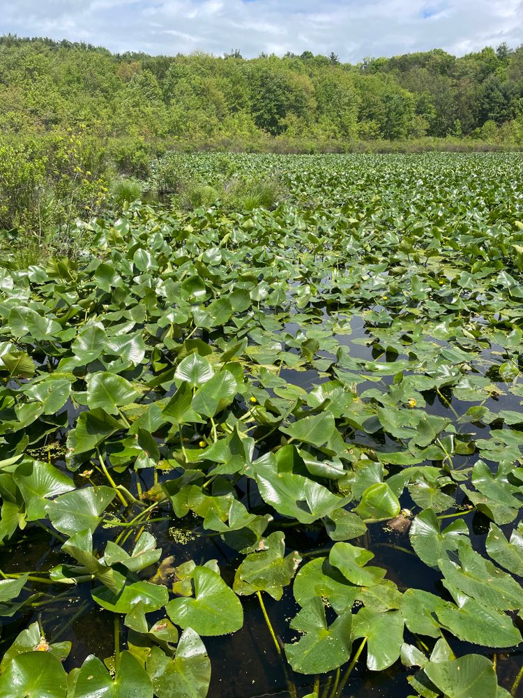 All Photos for Galactic Reiki in Mount Pocono, PA
