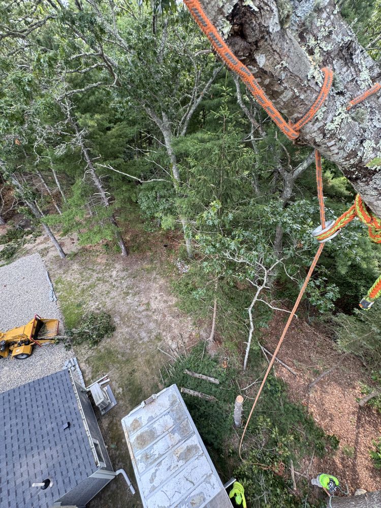Tree Removal for Robery's Tree Service in West Wareham, MA