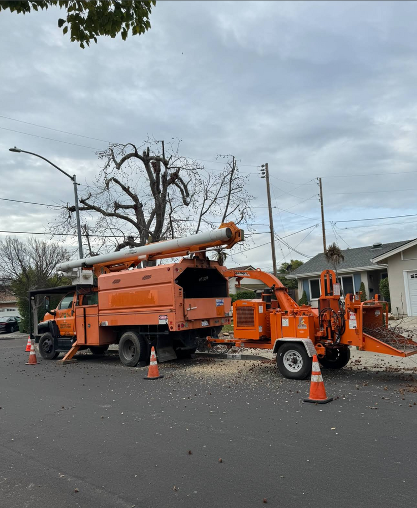 Our Storm Damage Clean-Up service removes fallen trees, hazardous limbs, and debris quickly and safely, helping protect your home and restore peace of mind after storm damage today. for A1 Tree Care in San Jose, CA