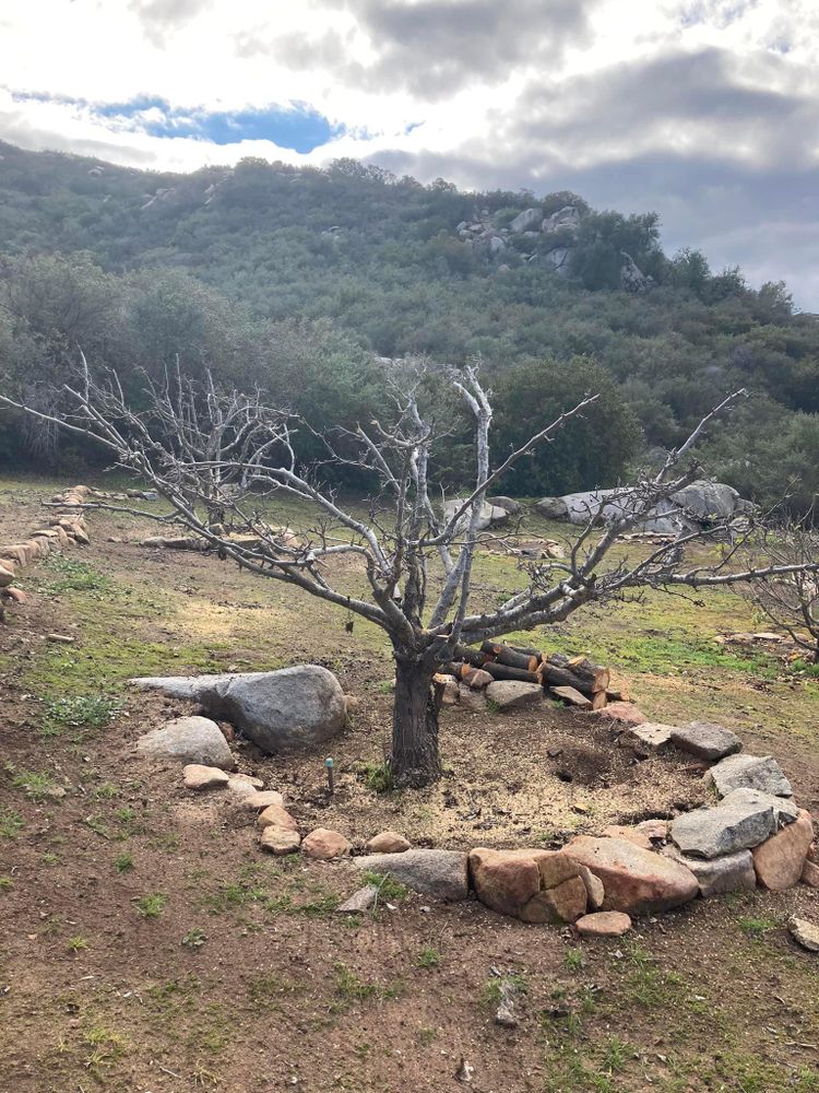 Defensible Space Management for The Tree Fairy in Ramona, CA