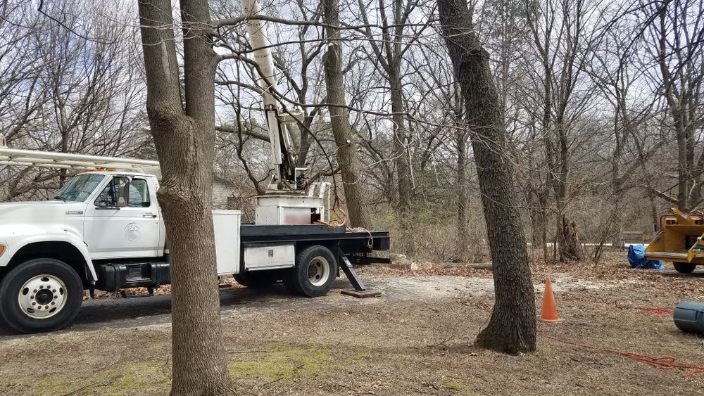 All Photos for O&O Tree Service in Rockford, IL