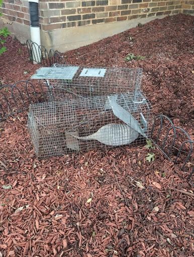 All Photos for Topper's Wildlife Removal in Garland, TX