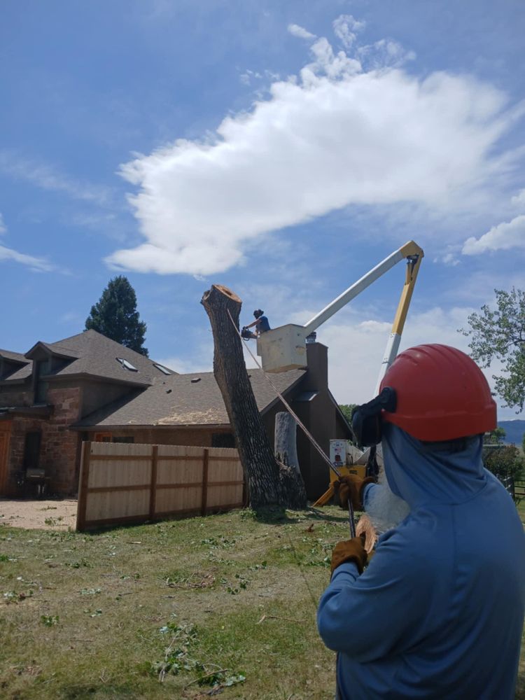 All Photos for Two Fellers Tree Service in Buffalo, WY