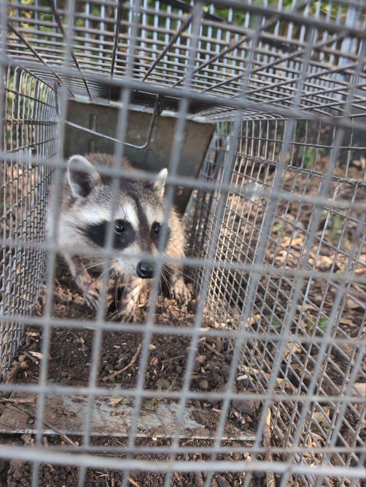 All Photos for Topper's Wildlife Removal in Garland, TX