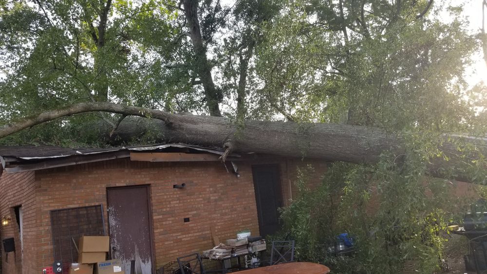 Tree Removal for Action Tree & Debris Removal in Jackson,  MS