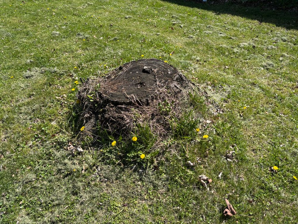 All Photos for Conrad's Stump Removal in Columbus, IN