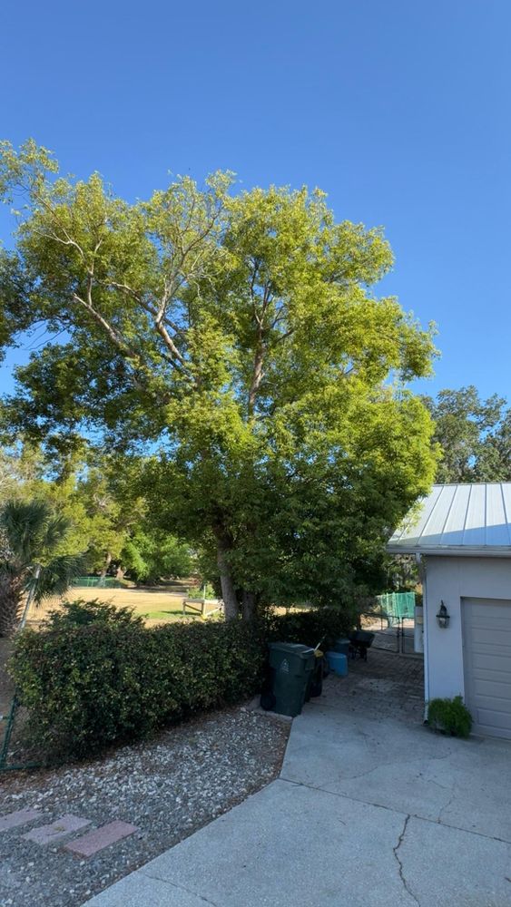 Tree Removal for A-1 Arbor Tech in Groveland, FL