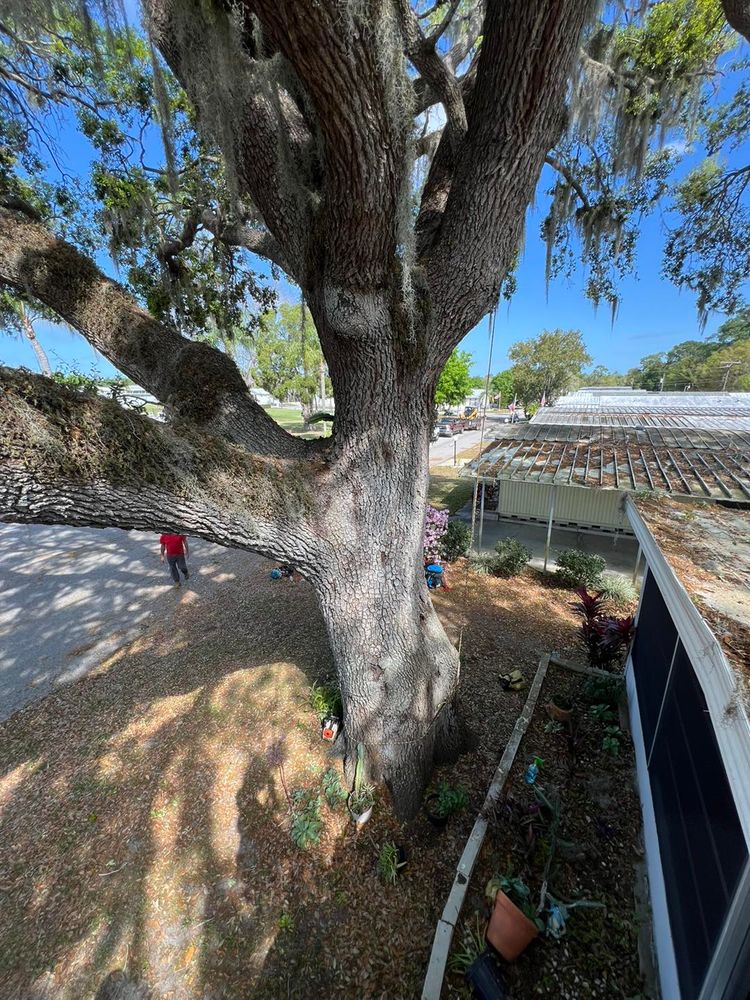 Tree Removal for TREE BOYS in Ruskin, FL