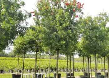 All Photos for Cunningham's Lawn & Landscaping LLC in Daytona Beach, Florida