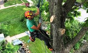 Brothers Tree Service team in Burnsville, NC - people or person