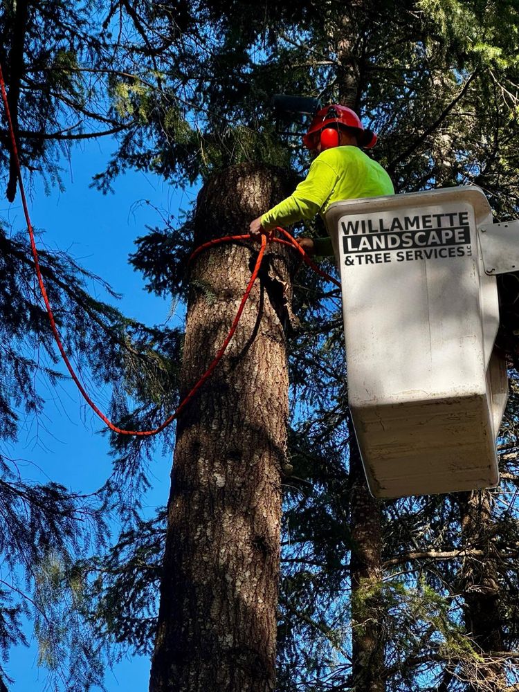 All Photos for Willamette Landscaping & Tree Services in Albany, OR