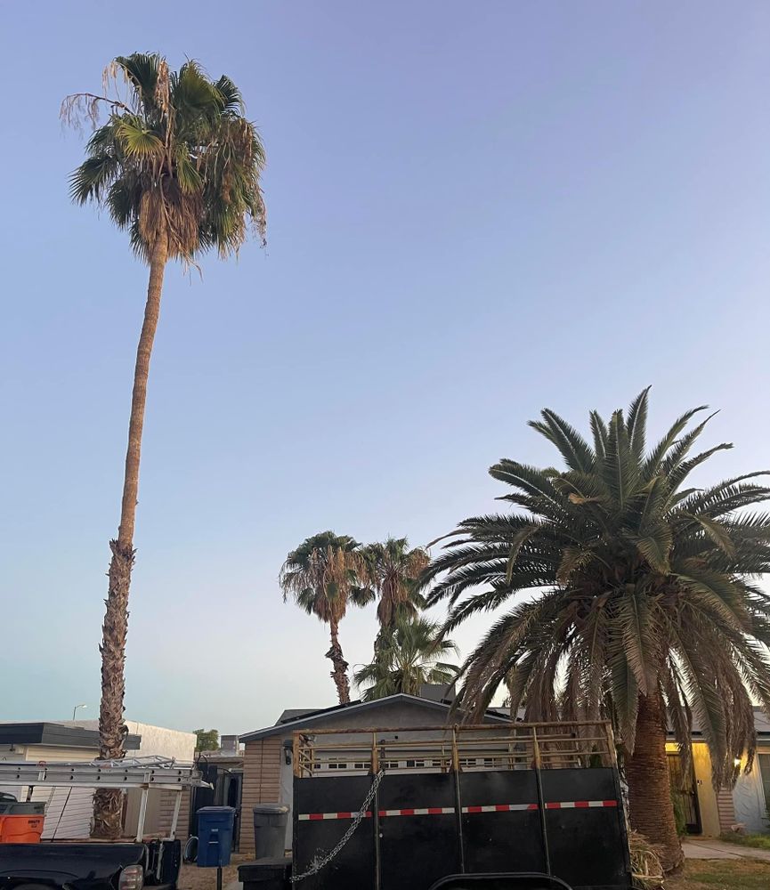 All Photos for Oliver L. Palm & Tree services in Yuma County, AZ