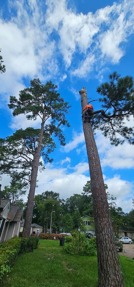 All Photos for Servin's Tree Care  in Houston, TX