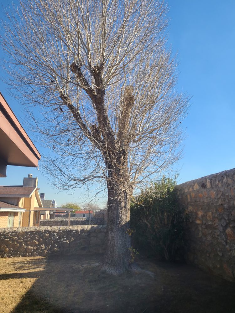 Residential Tree & Shrub Removal for ADM Landscaping & Irrigation LLC in El Paso,  TX